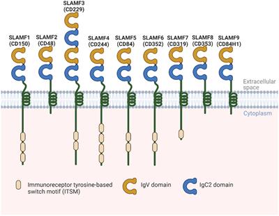 Signaling lymphocytic activation molecule family receptors as potential immune therapeutic targets in solid tumors